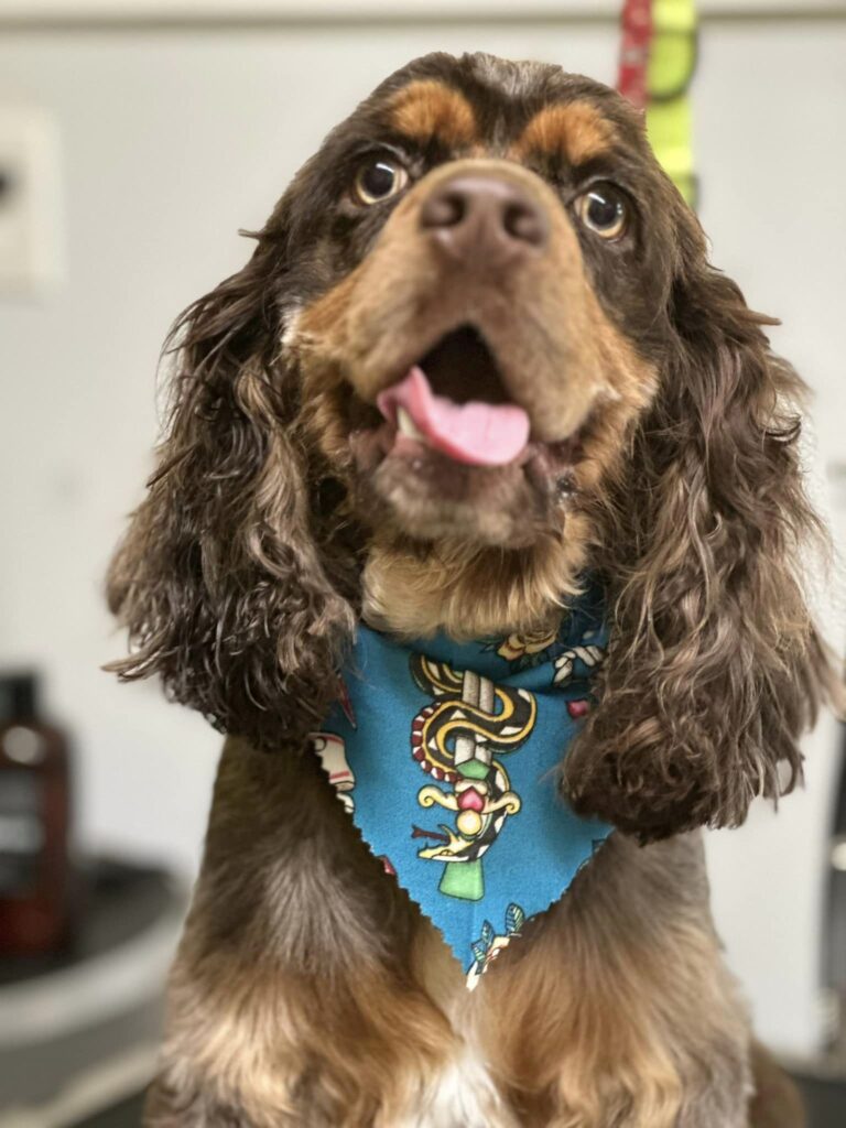 Grooming Services